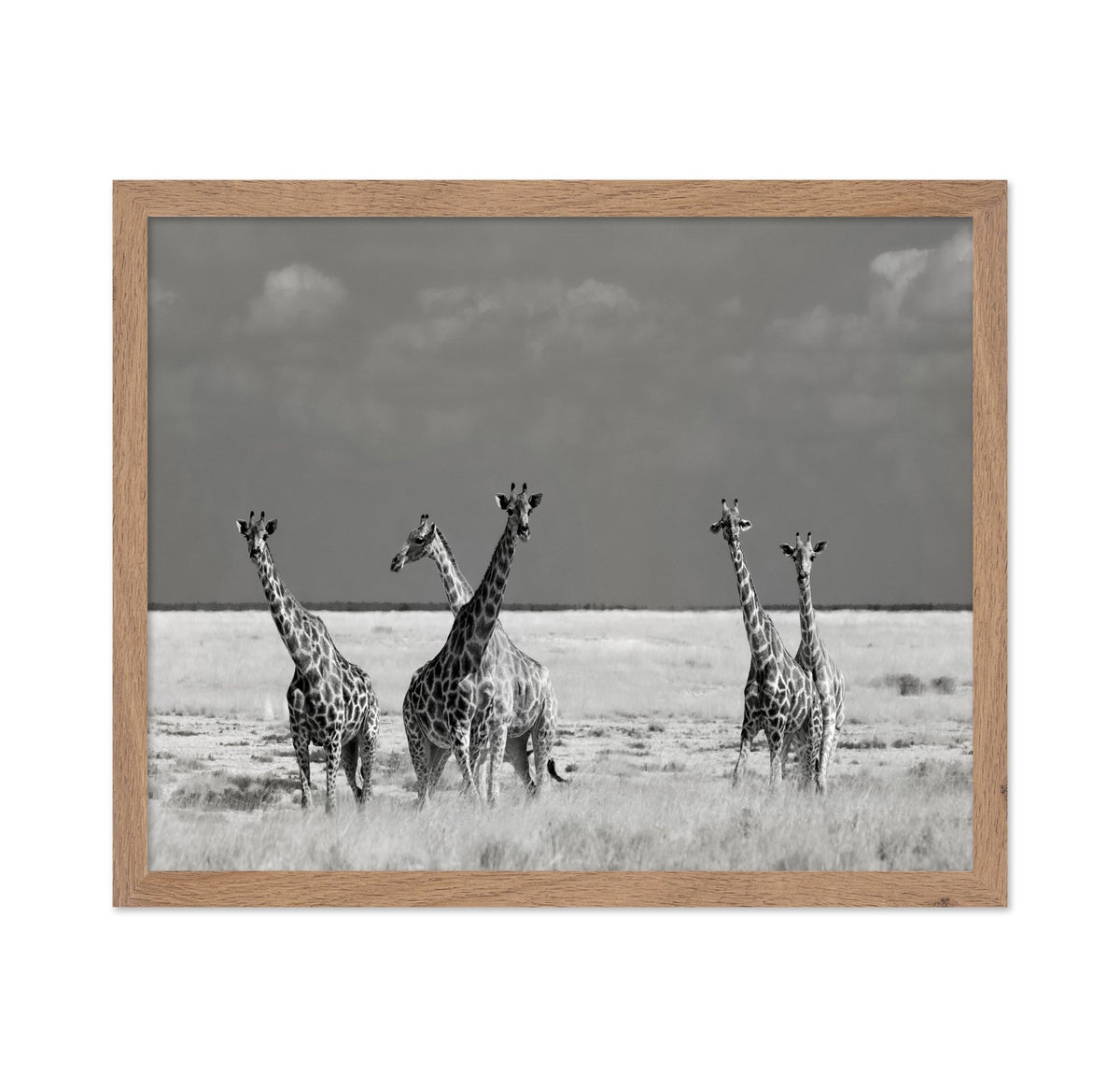 Giraffes On The Plains