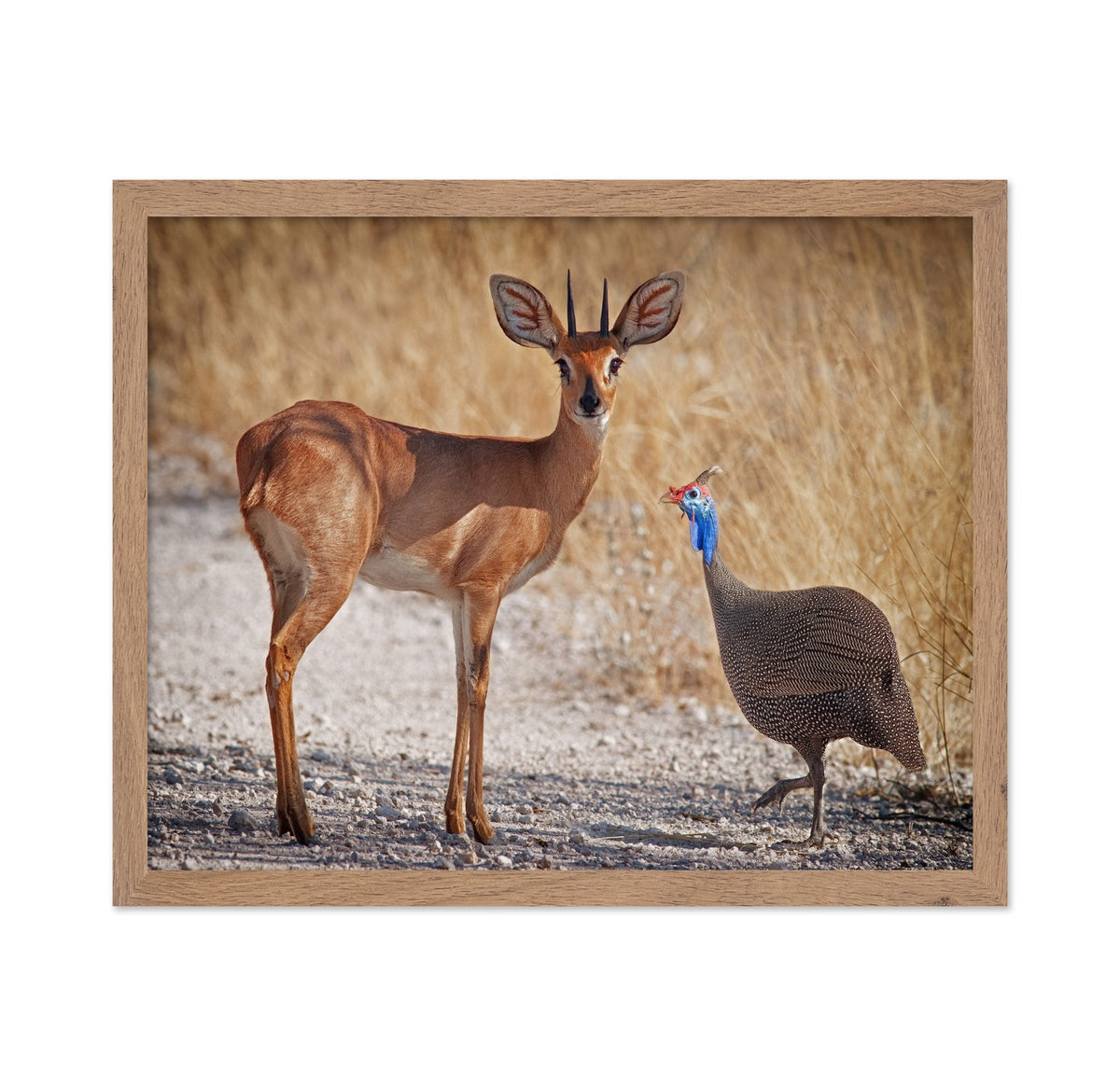 Antelope And Bird