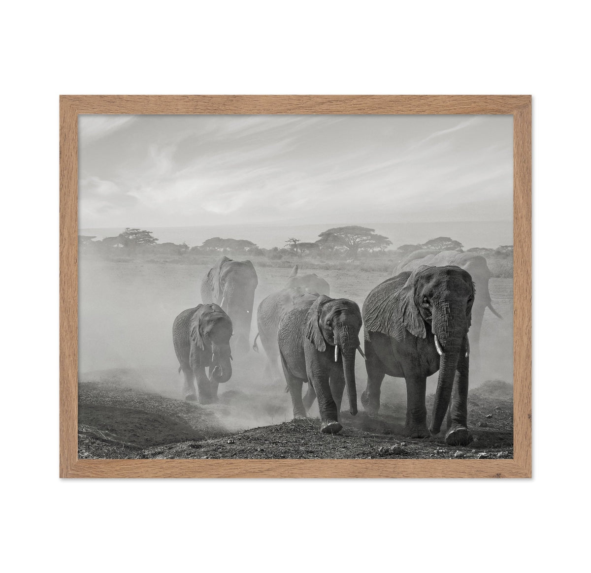 Elephant Walk In Dust