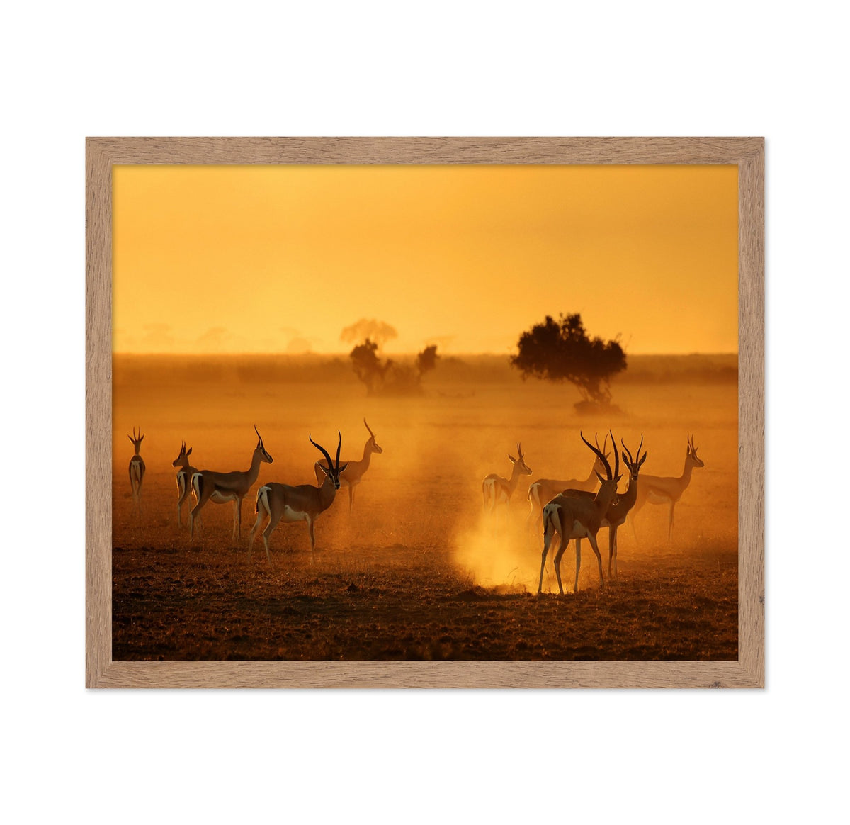 Antelope At Sunset