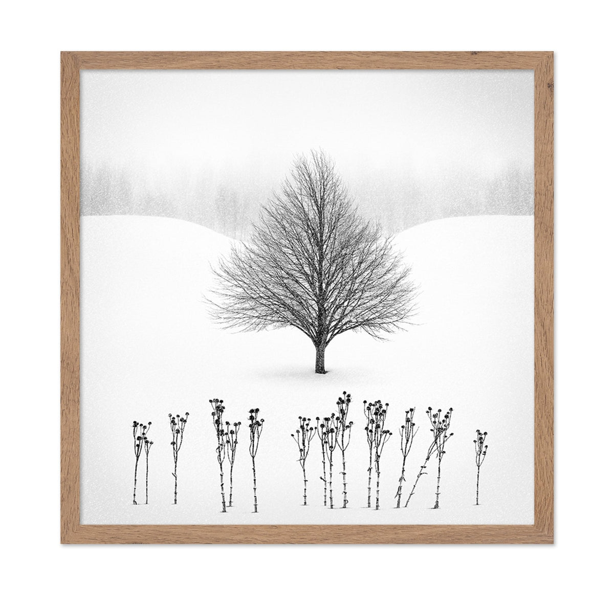 Lone Winter Tree No1