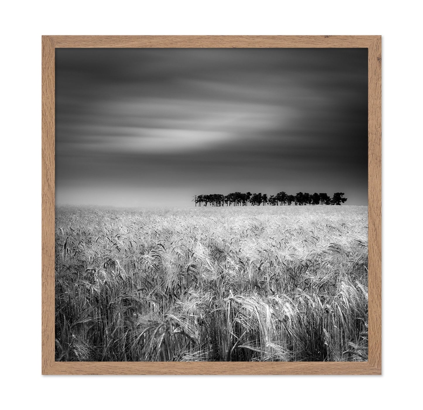 Endless Wheat Fields