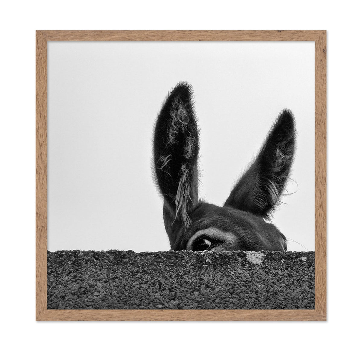 Curious Donkey Peek