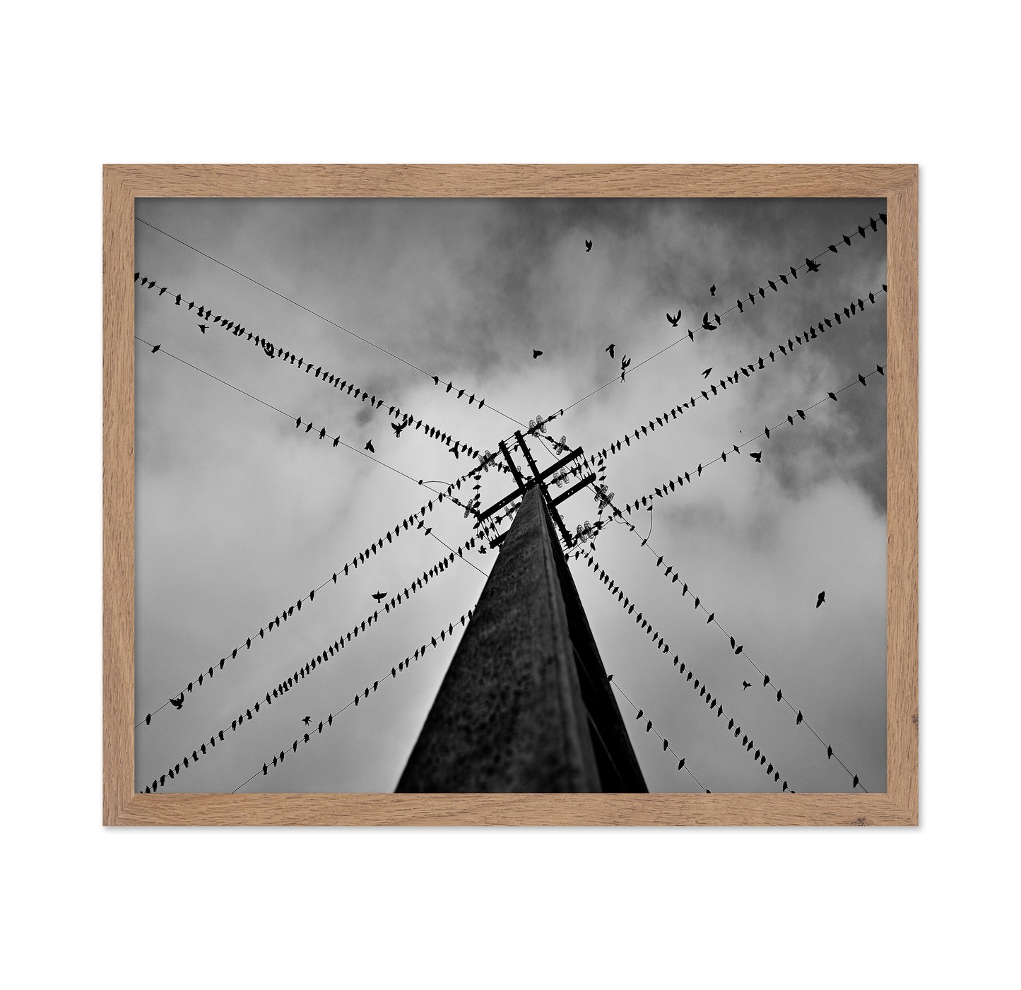 Birds On Power Lines