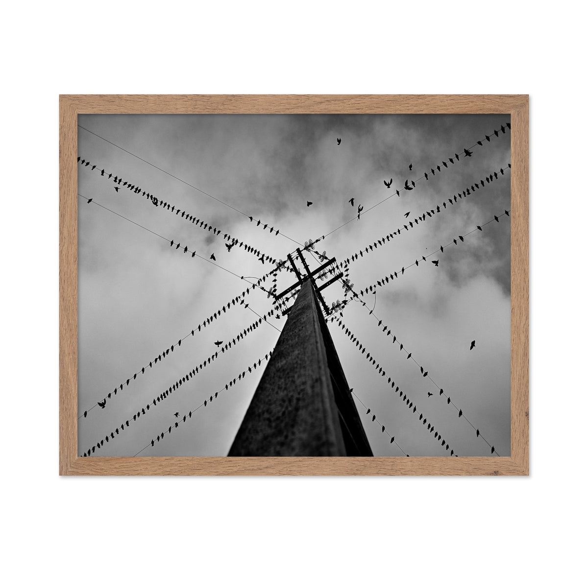 Birds On Power Lines