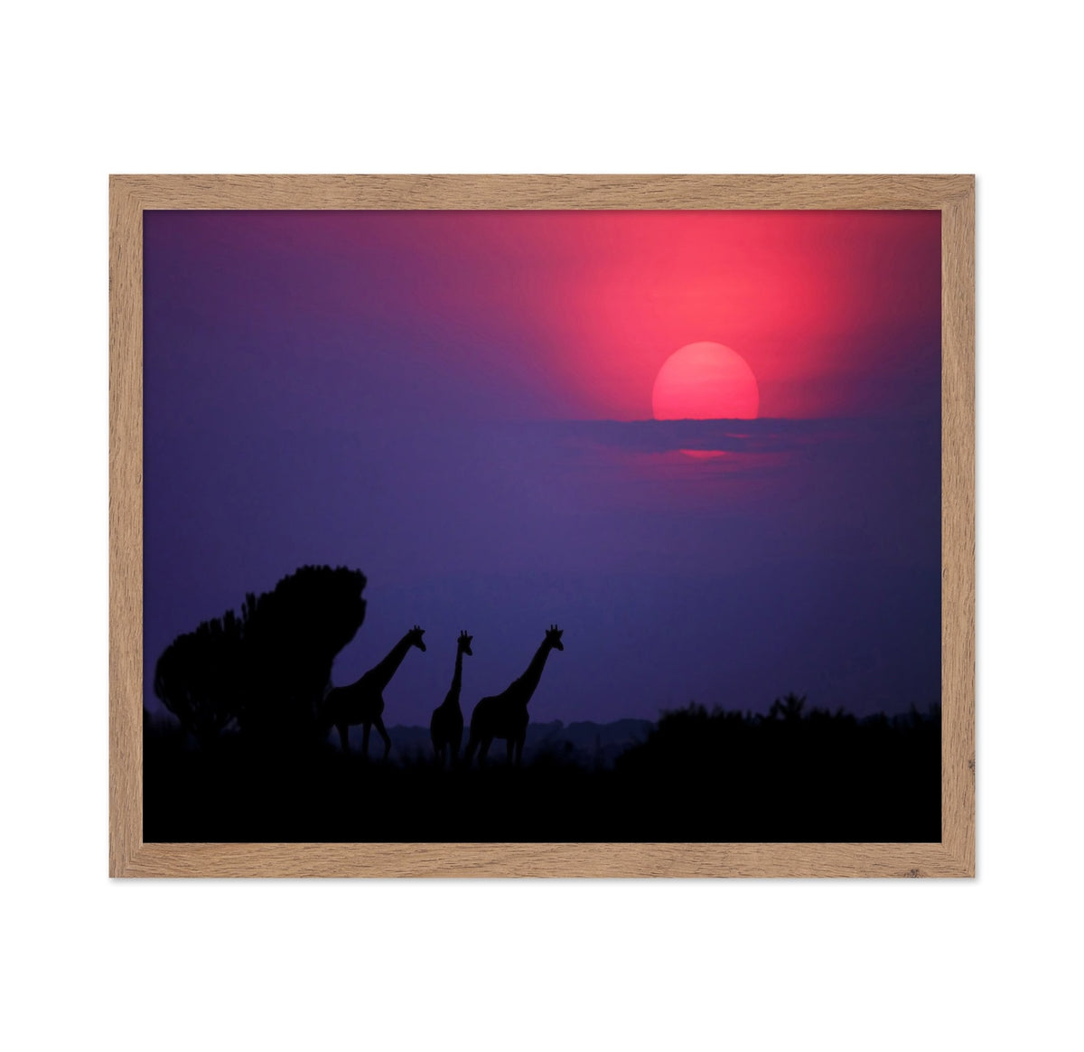 Giraffes At Sunrise