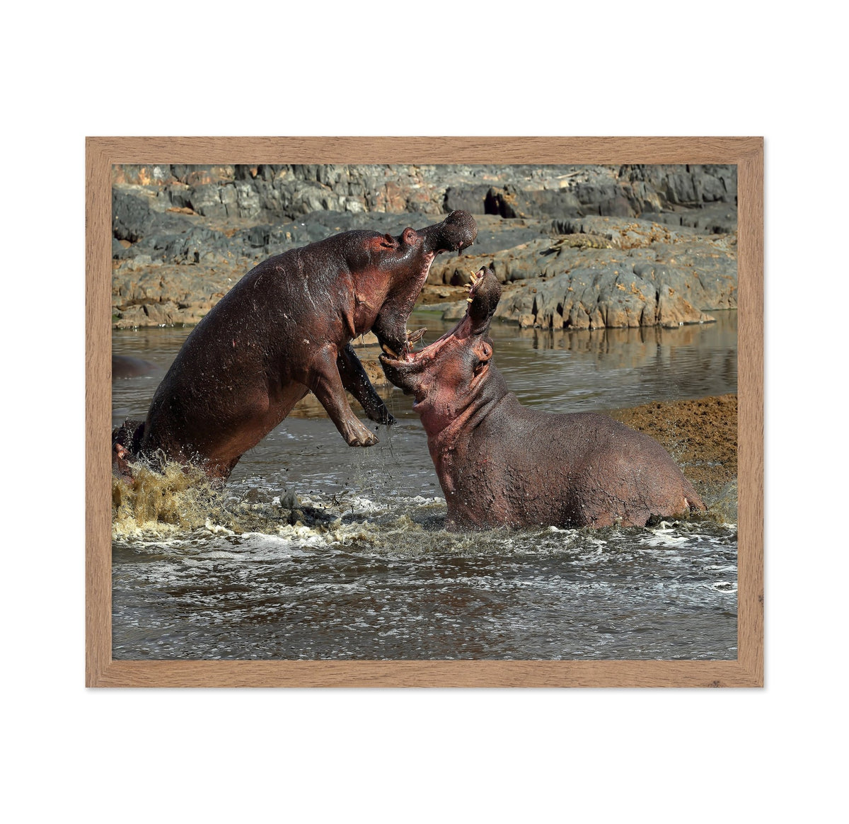 Hippos River Clash