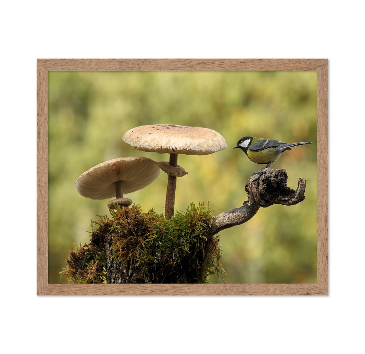 Bird By Forest Mushrooms