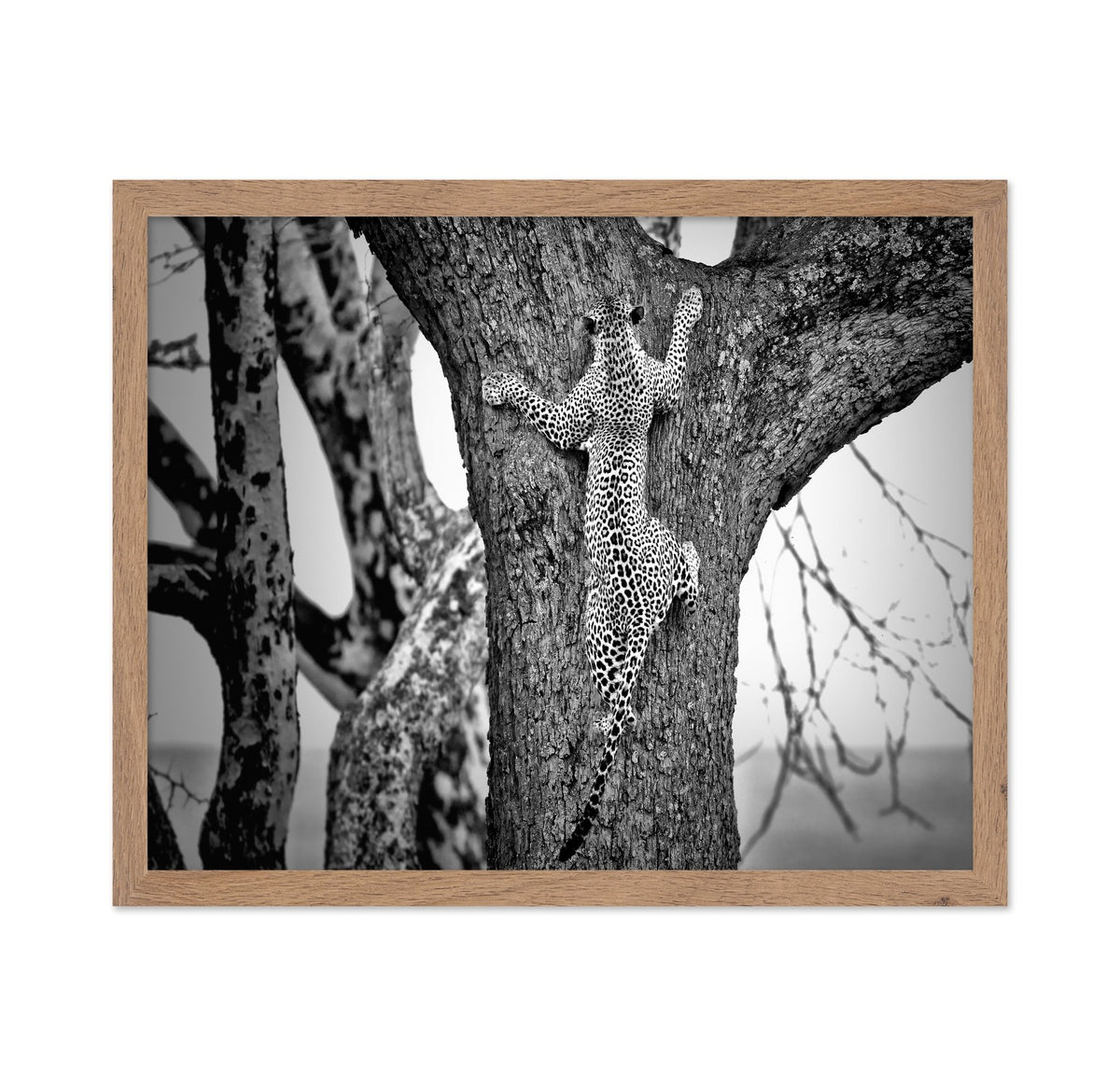 Leopard Tree Climb