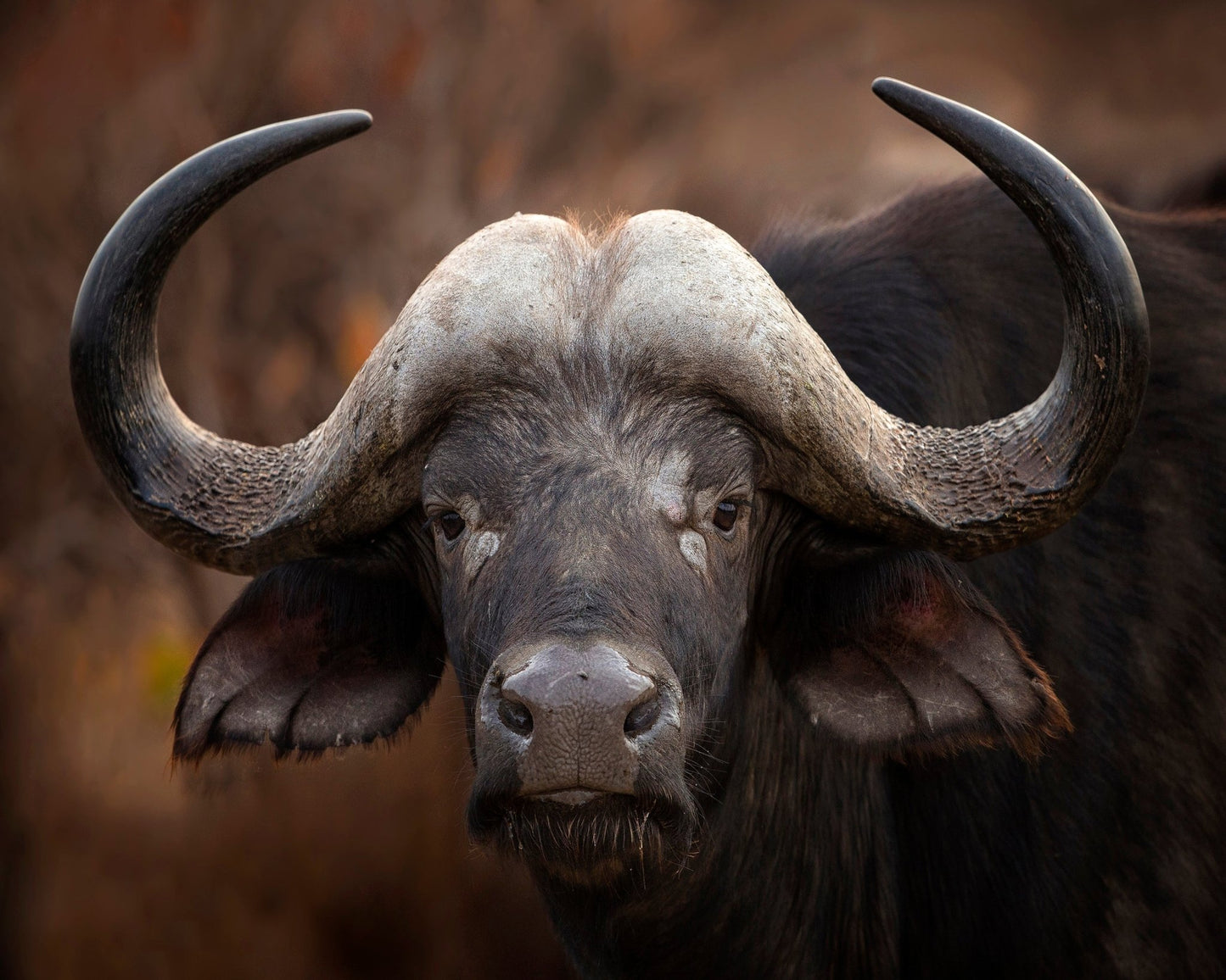African Buffalo