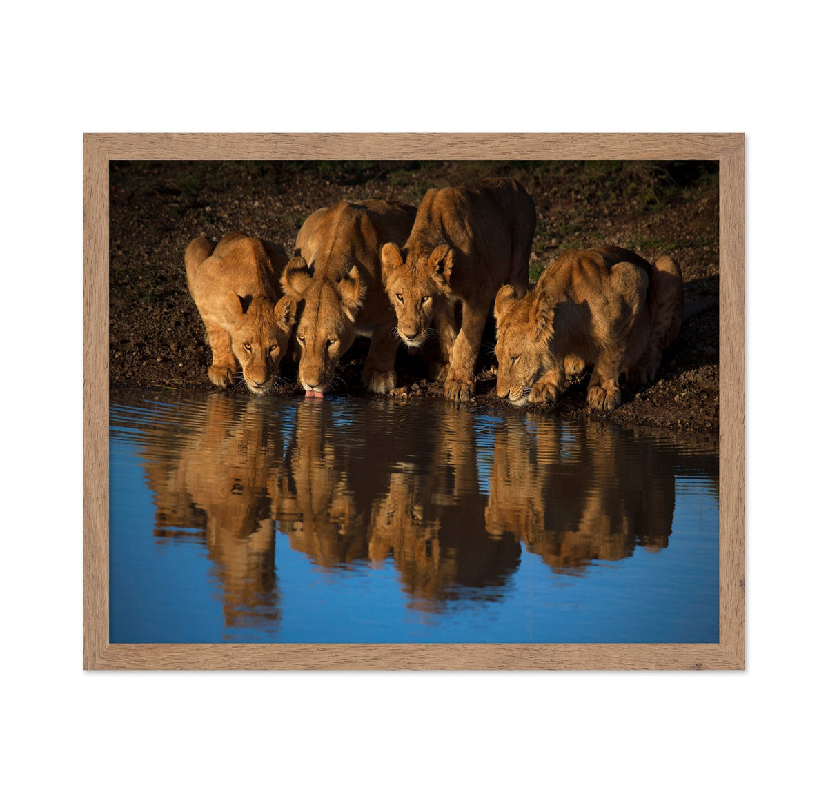 Lions At Waterhole