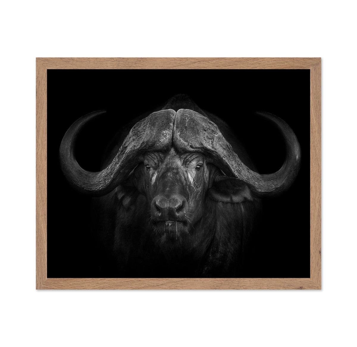 Majestic Buffalo