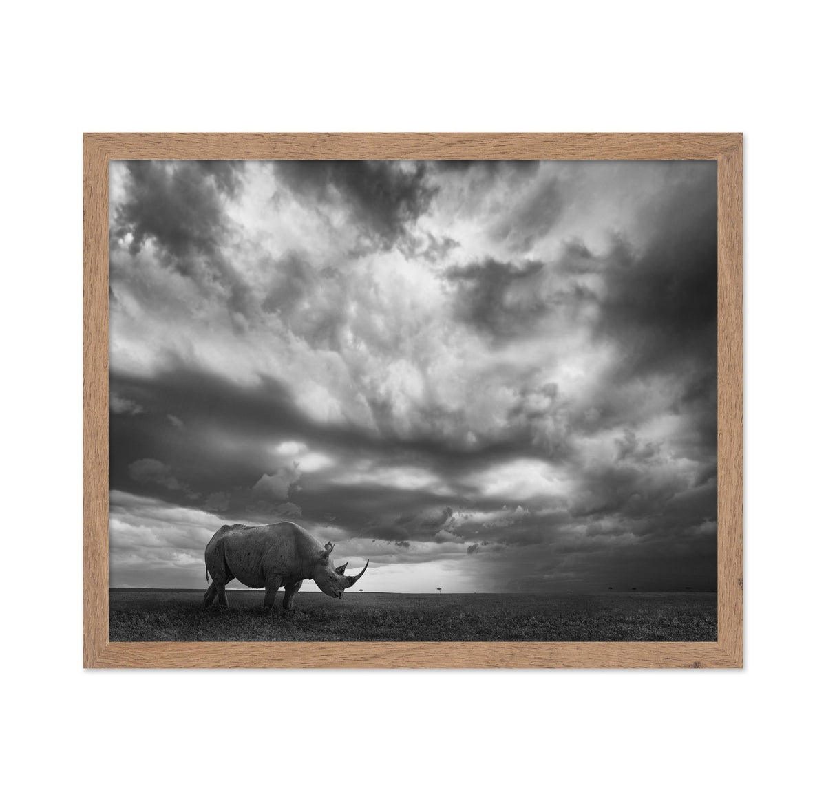 Lone Rhino Plains