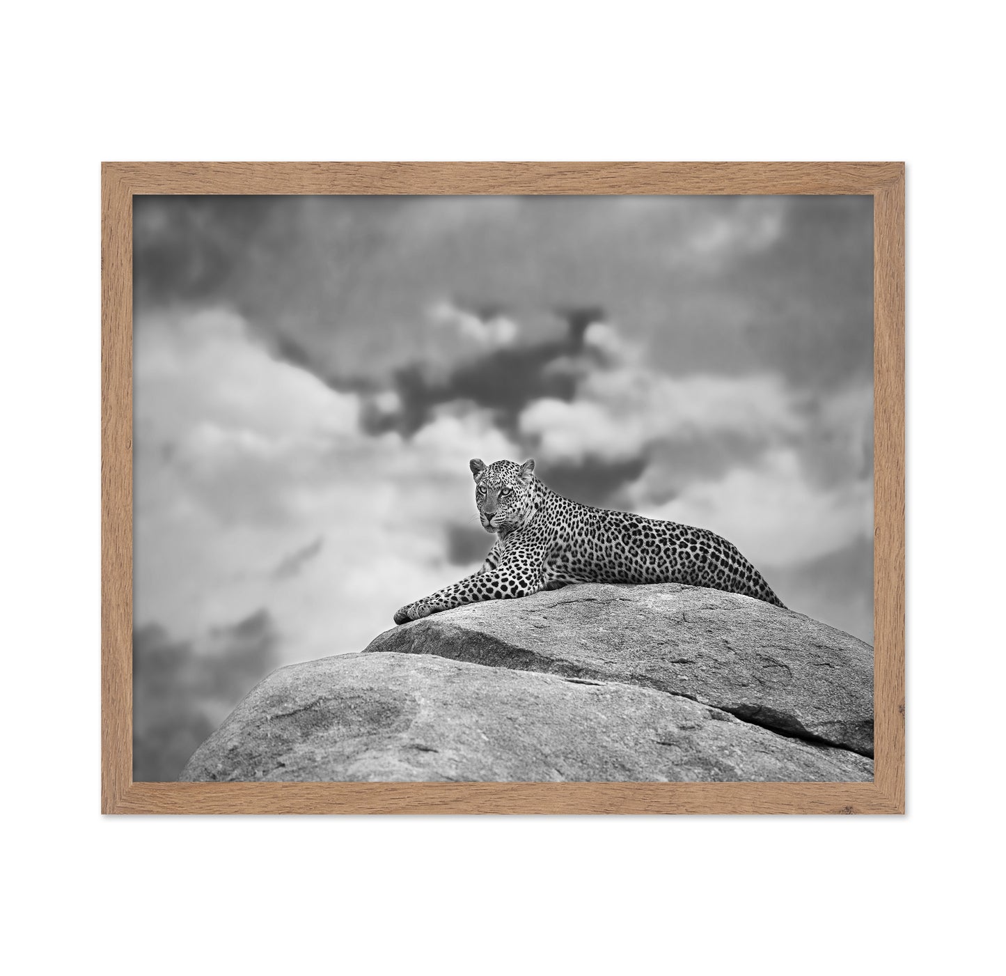 Leopard On Rock
