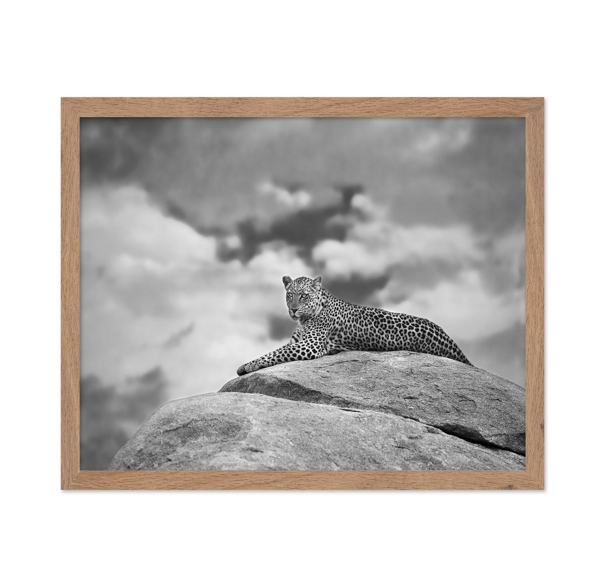 Leopard On Rock