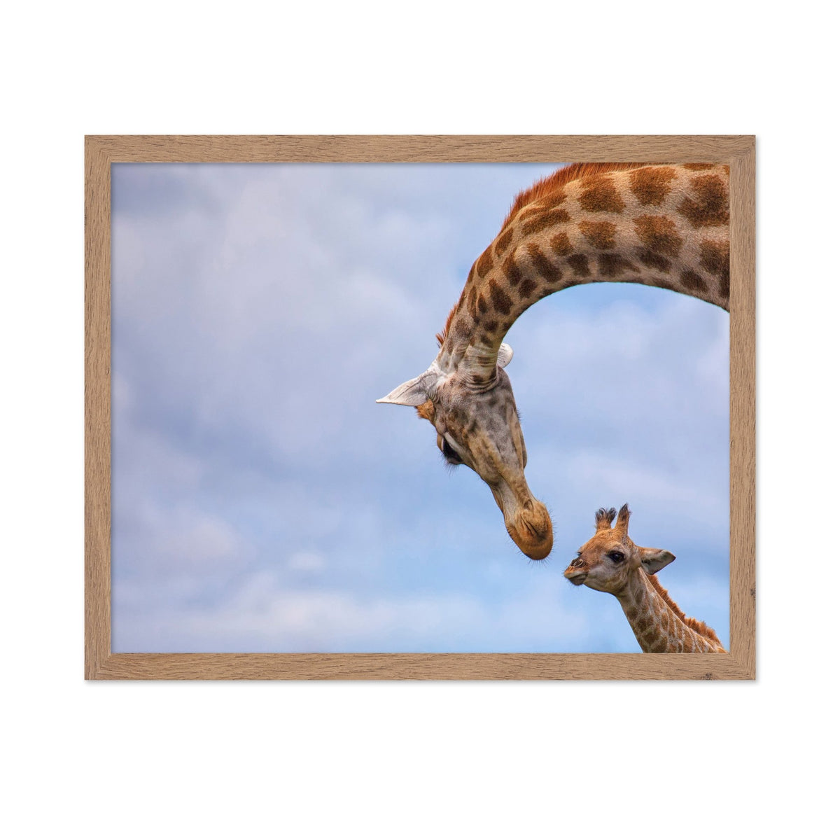 Giraffe And Calf