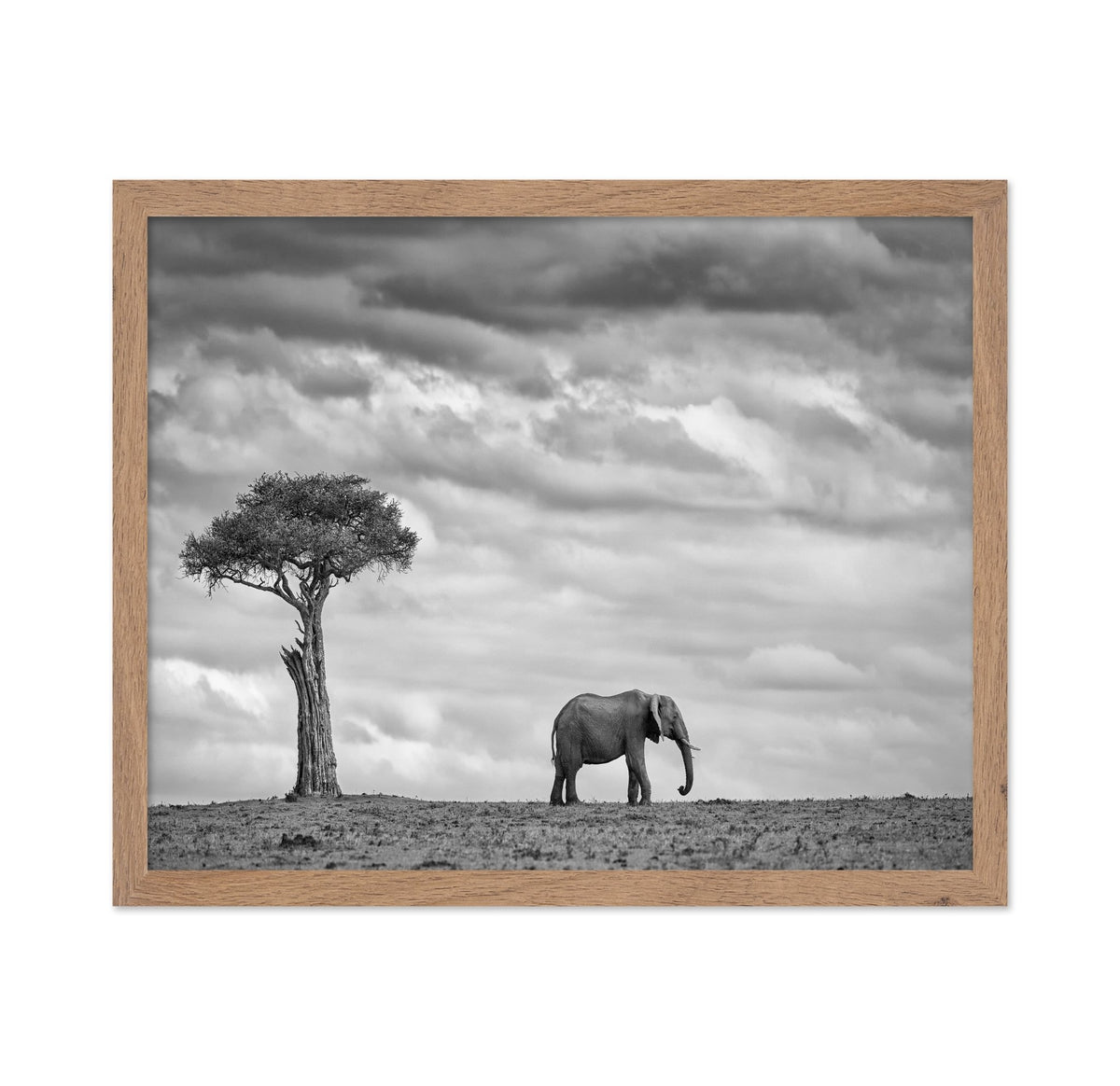 Lone Elephant Plains