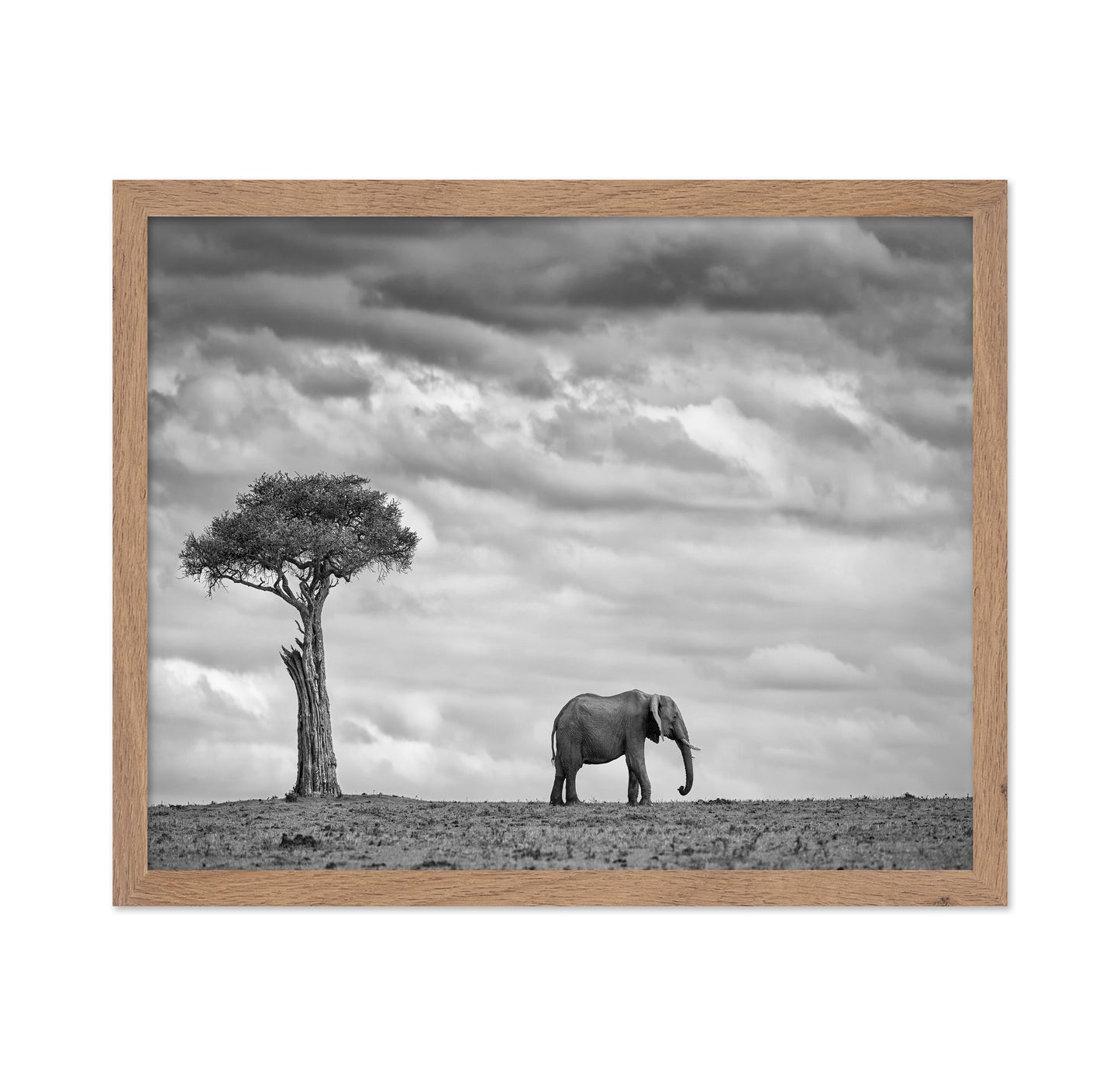 Lone Elephant Plains