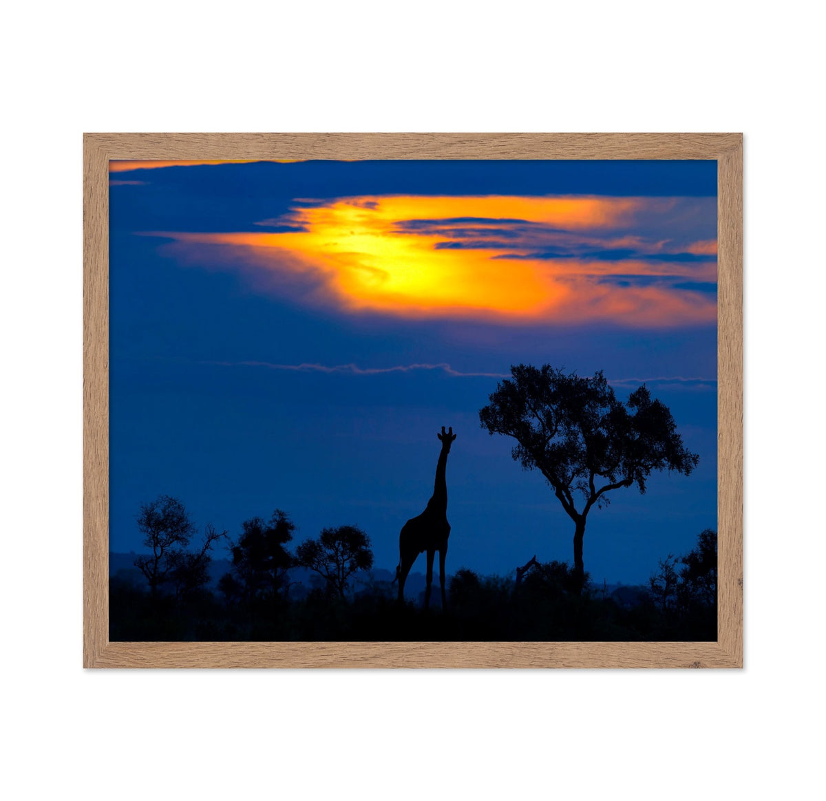 Giraffe Sunset Silhouette
