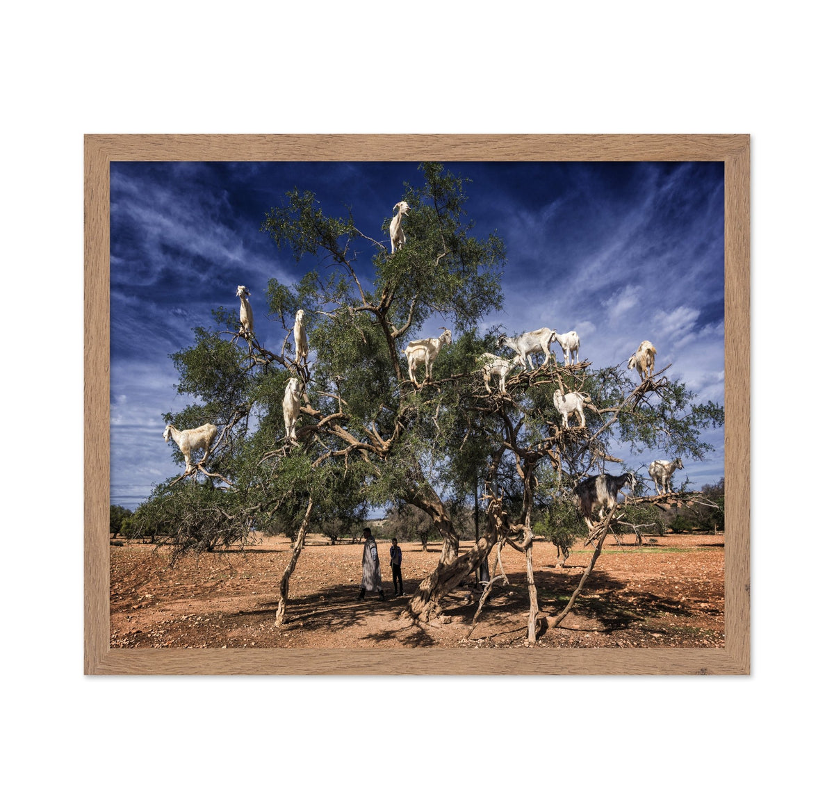 Goats In Tree