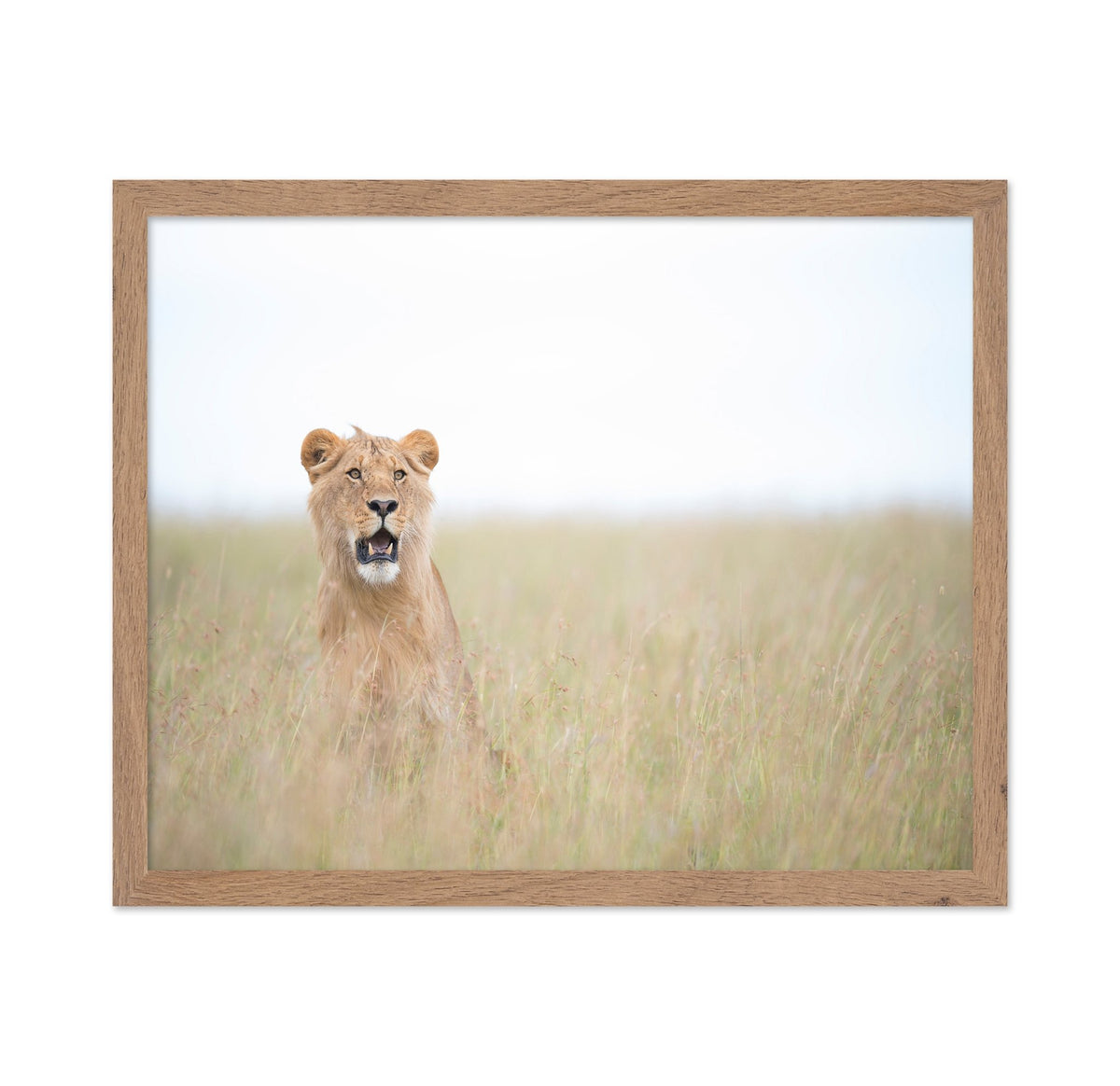 Lone Young Lion