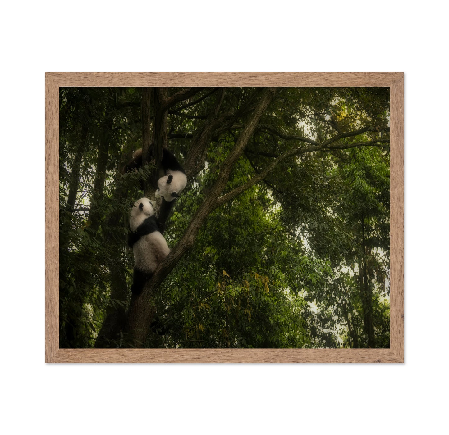 Climbing Pandas