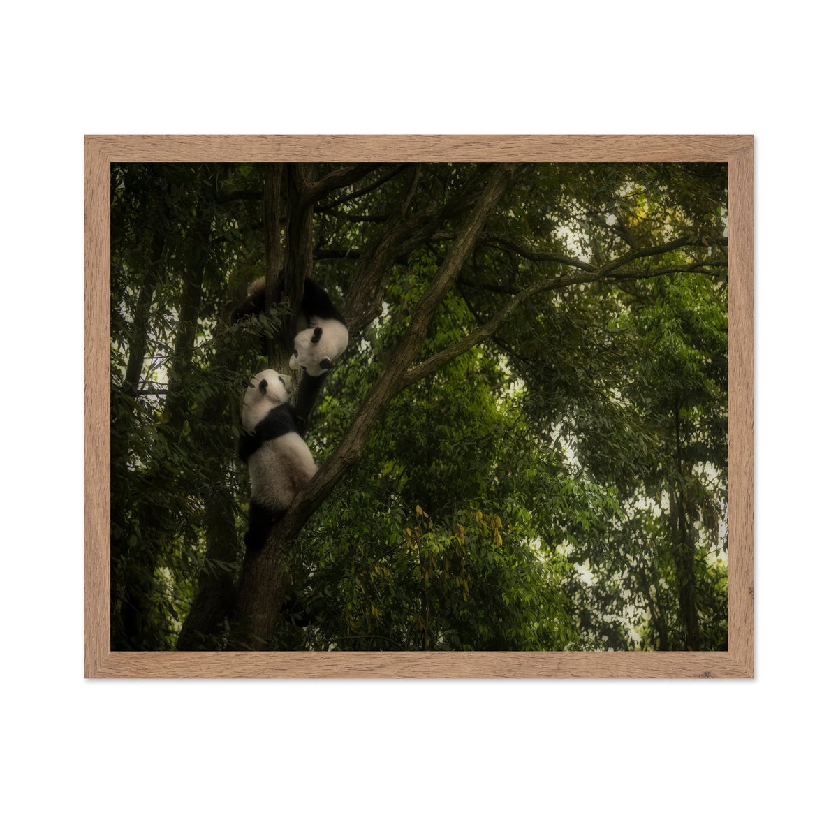 Climbing Pandas