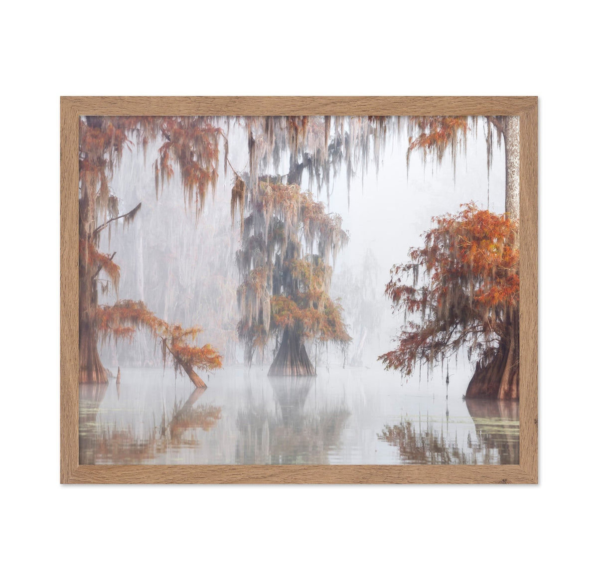 Misty Bayou Trees