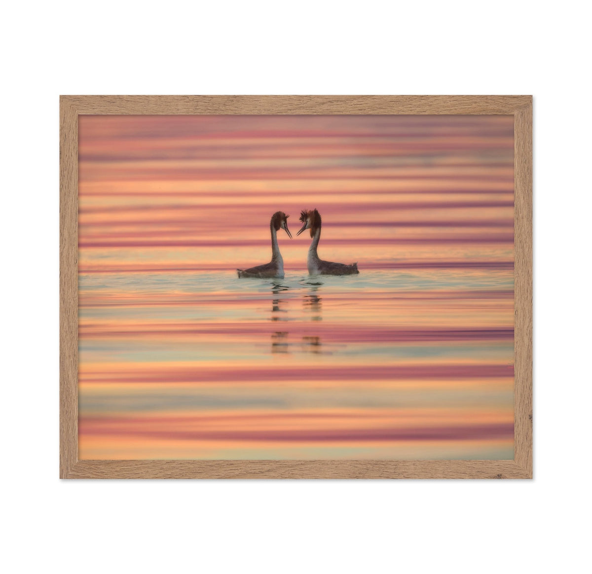 Dancing Water Birds