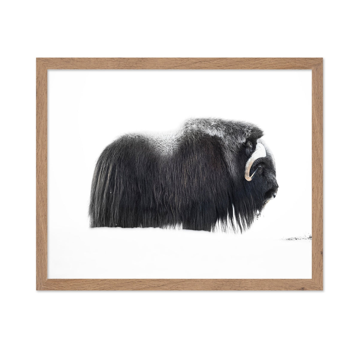 Arctic Muskox Profile