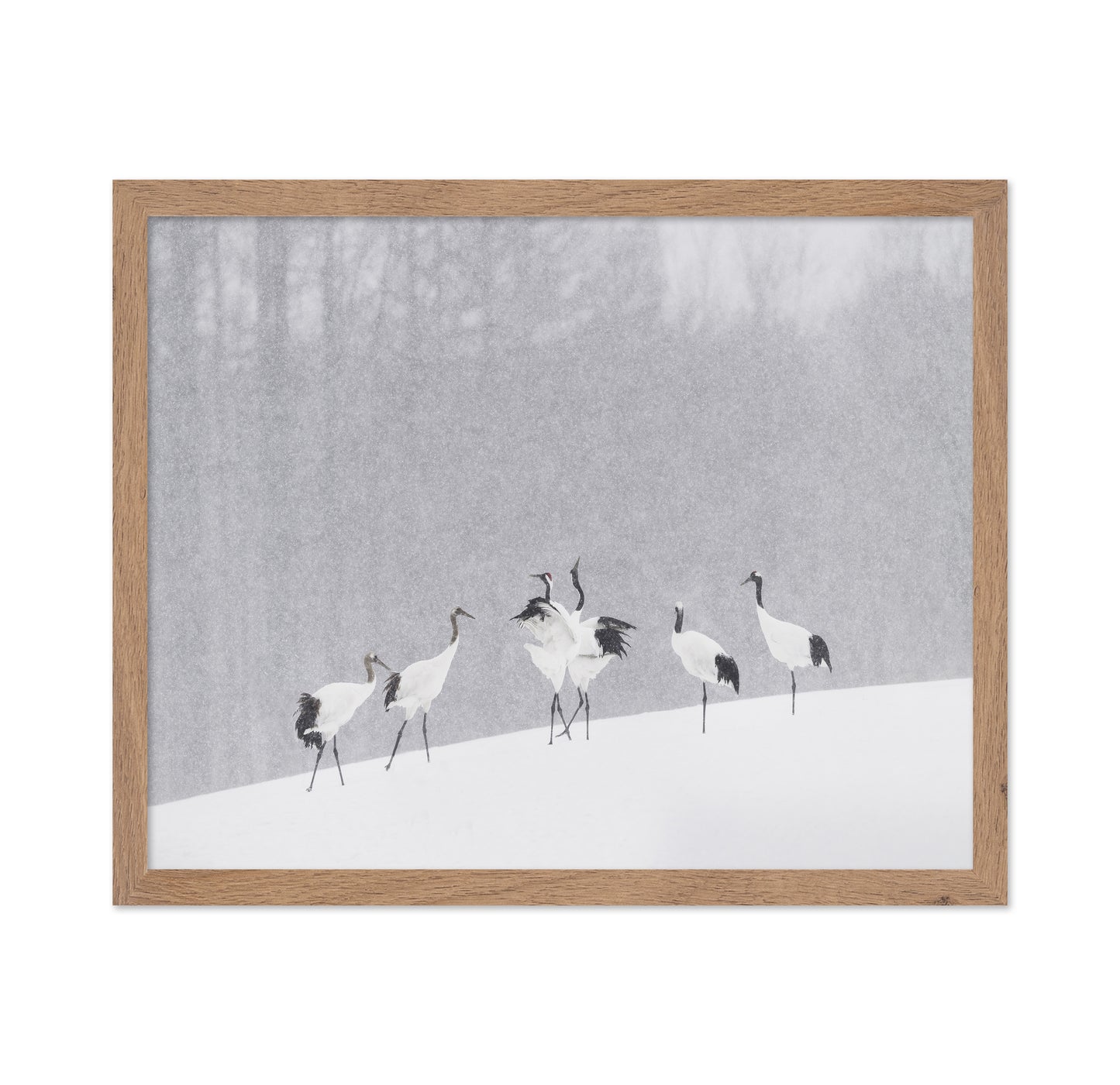 Snow Dancing Cranes