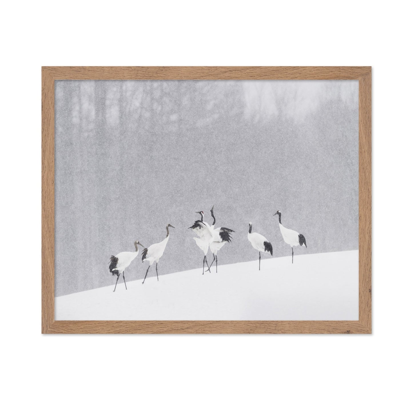Snow Dancing Cranes