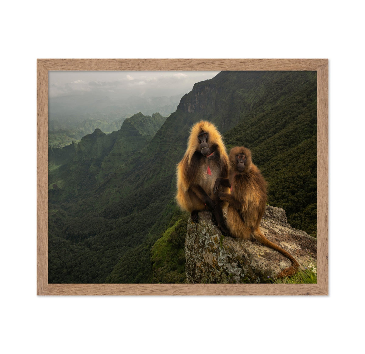 Mountain Gelada Pair