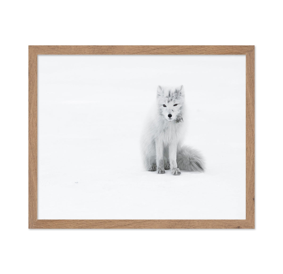 White Arctic Fox