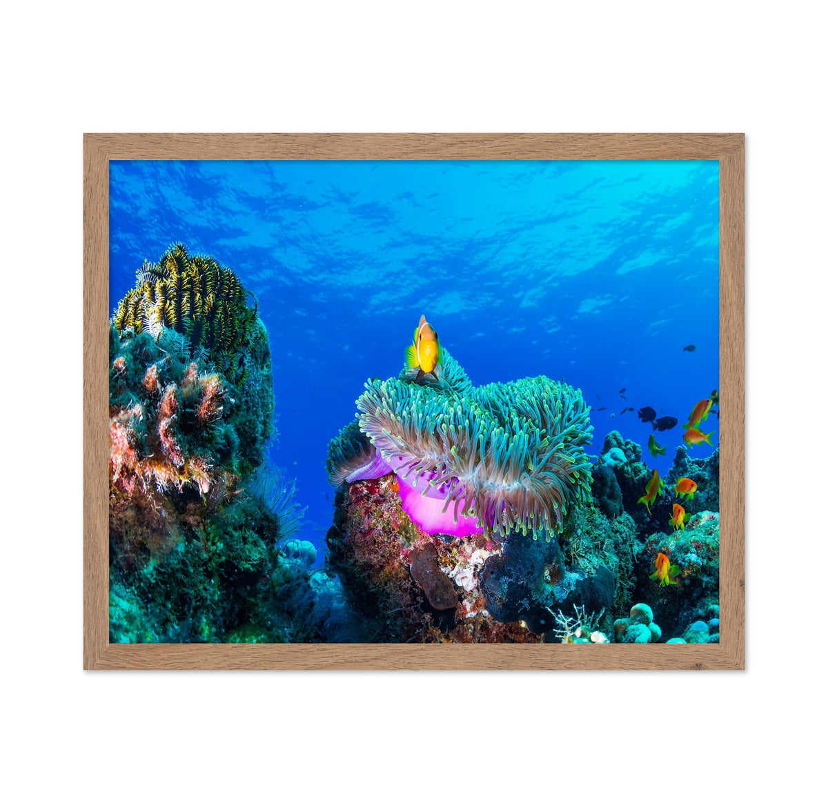 Tropical Reef Fish