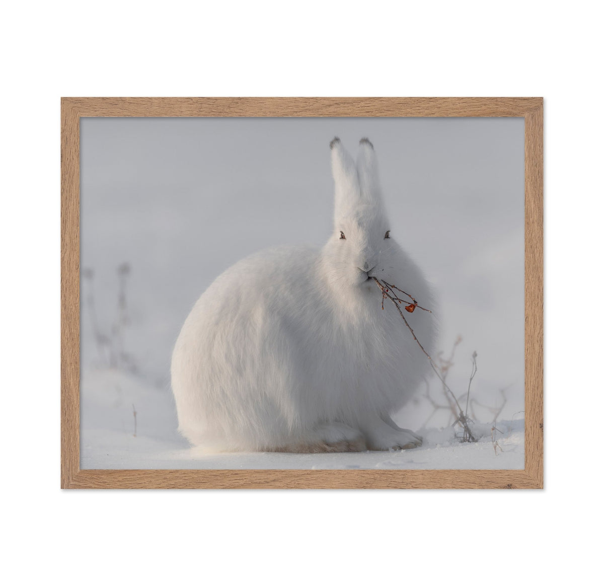 Arctic Hare in Snow