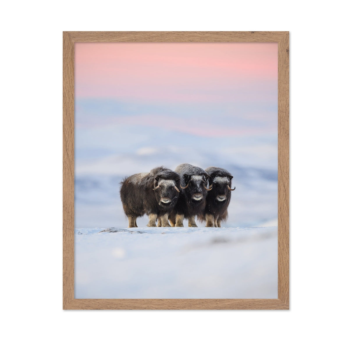 Muskox Trio
