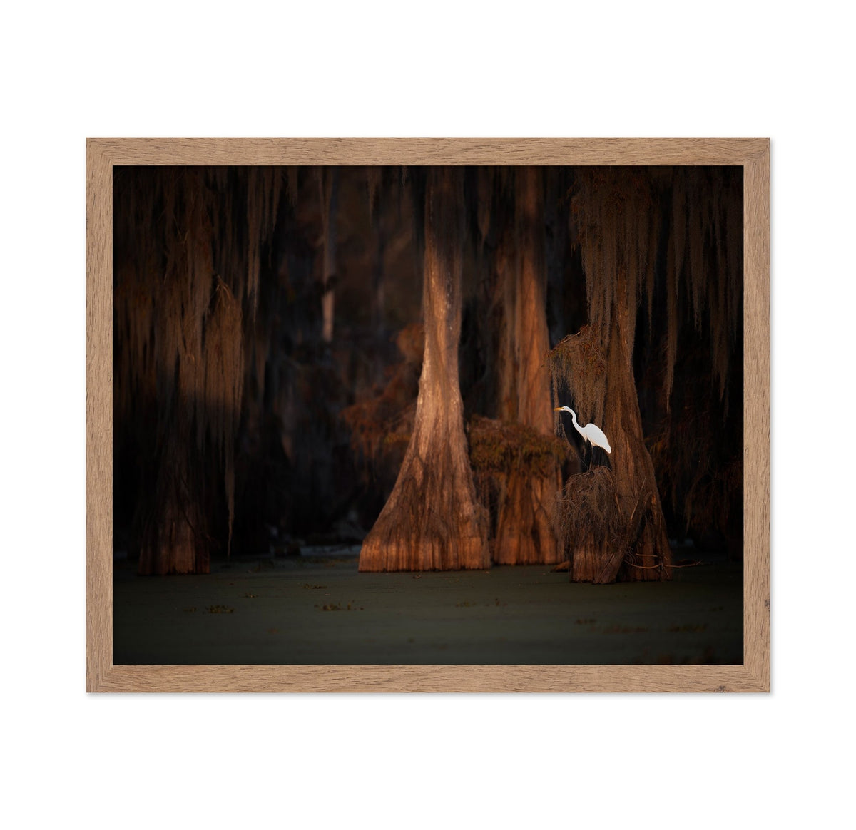 Egret in Cypress