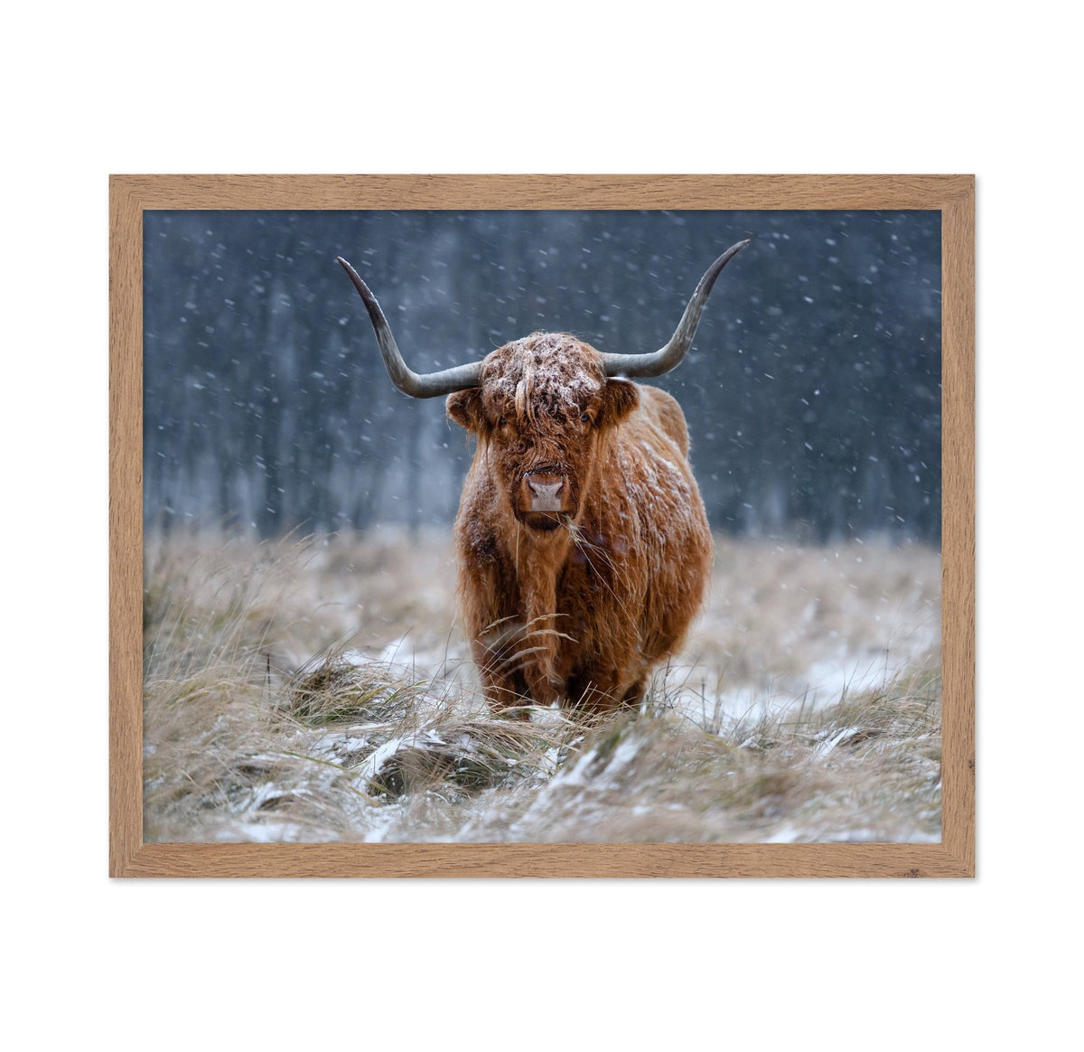 Highland Cow Snow