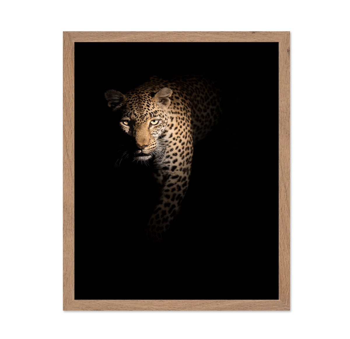Leopard in Shadow