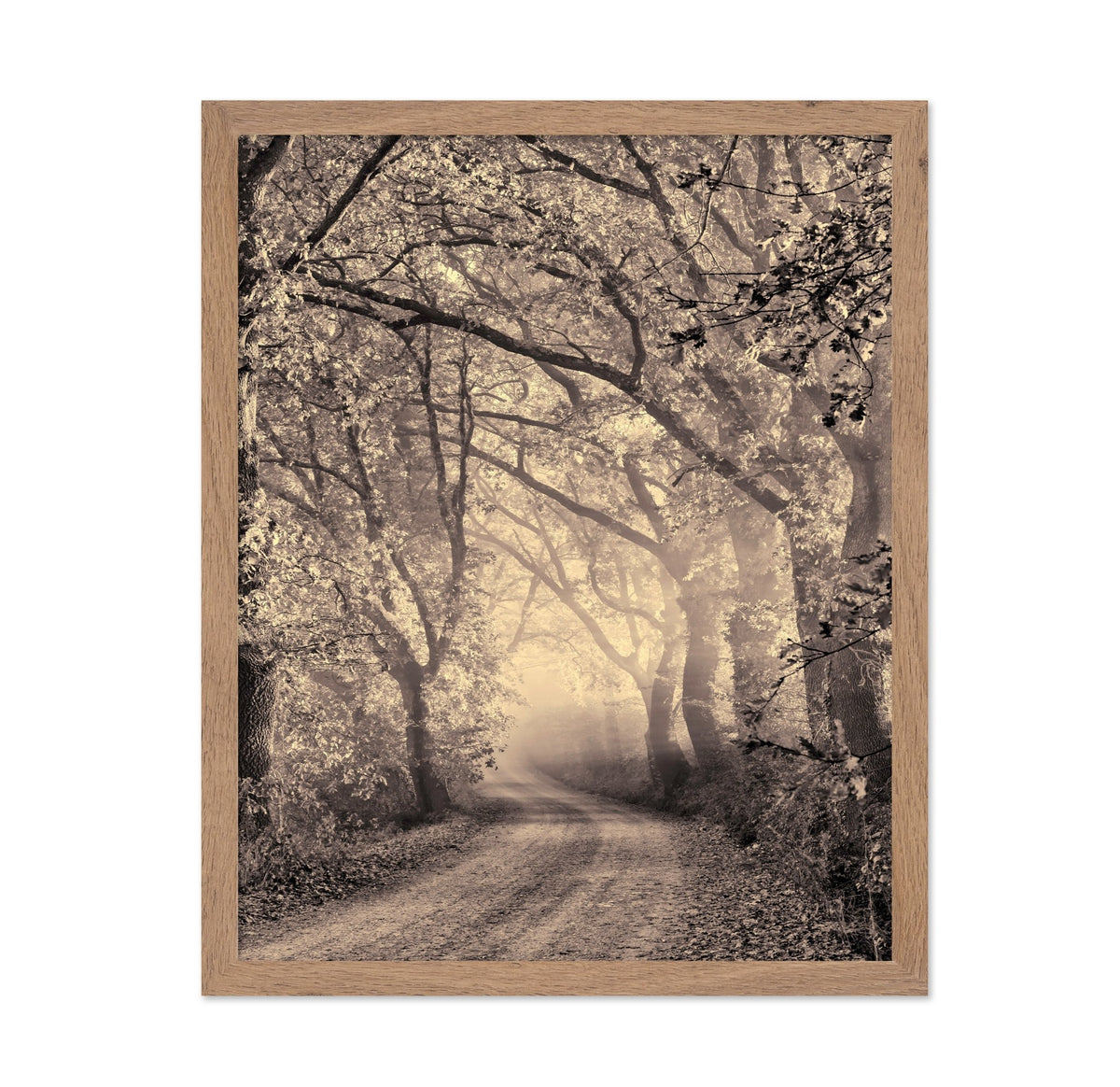 Misty Forest Path