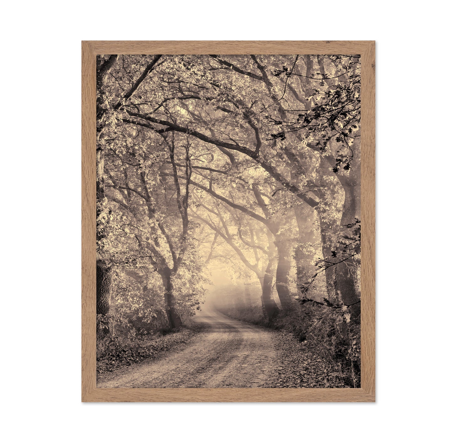 Misty Forest Path