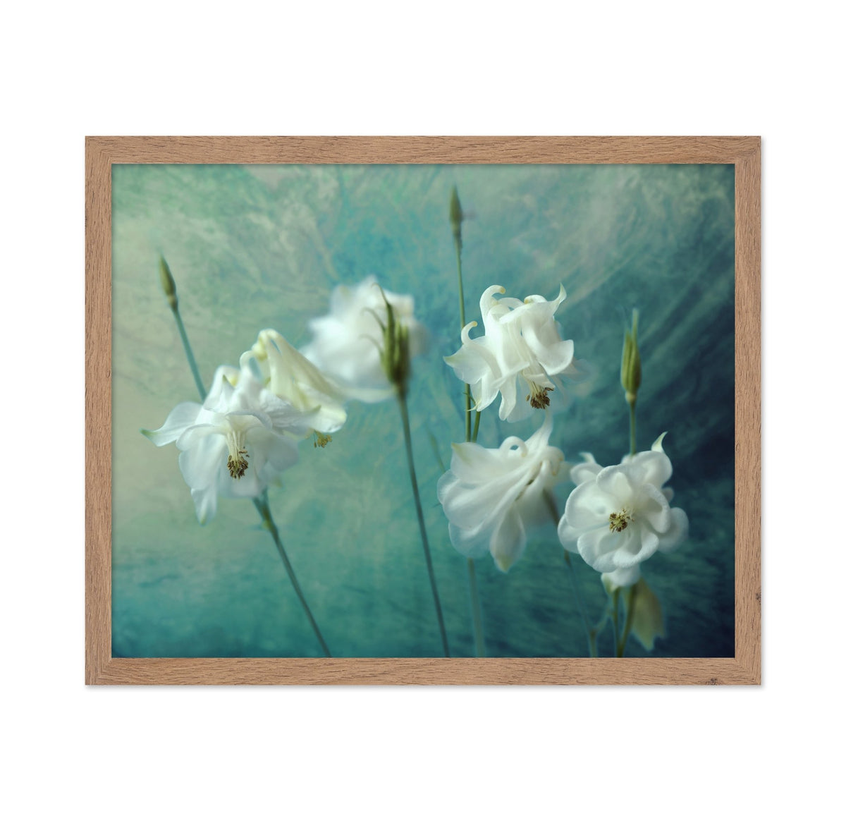 White Columbine Flowers