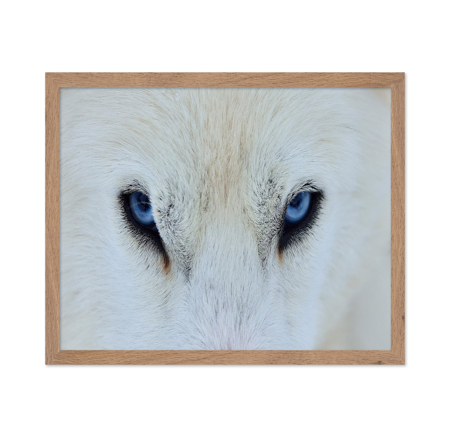 Blue Wolf Eyes