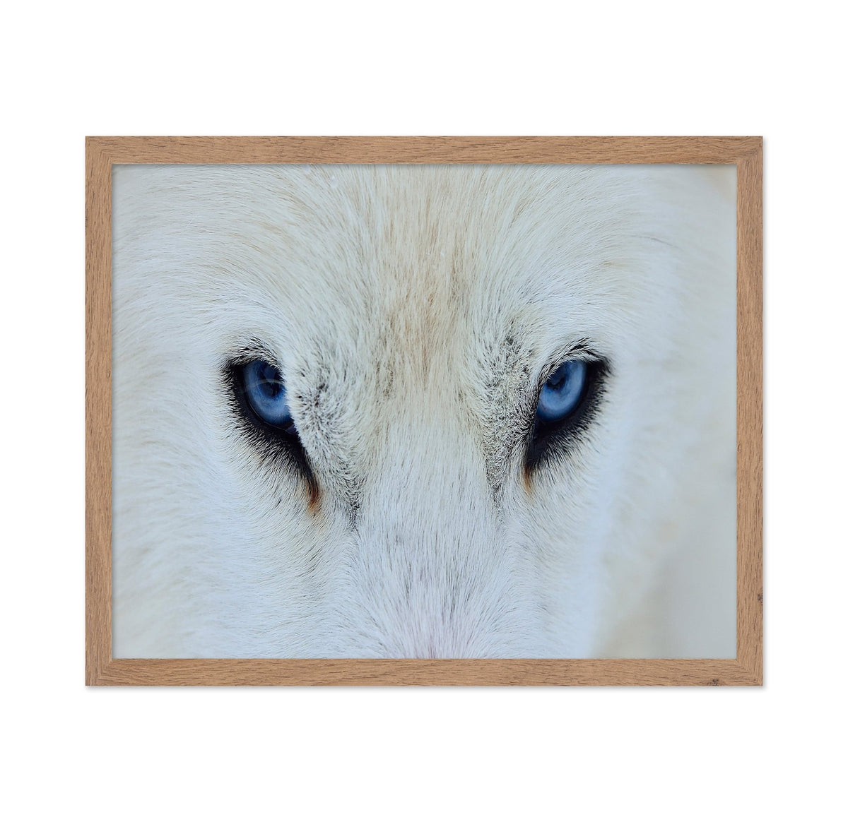 Blue Wolf Eyes