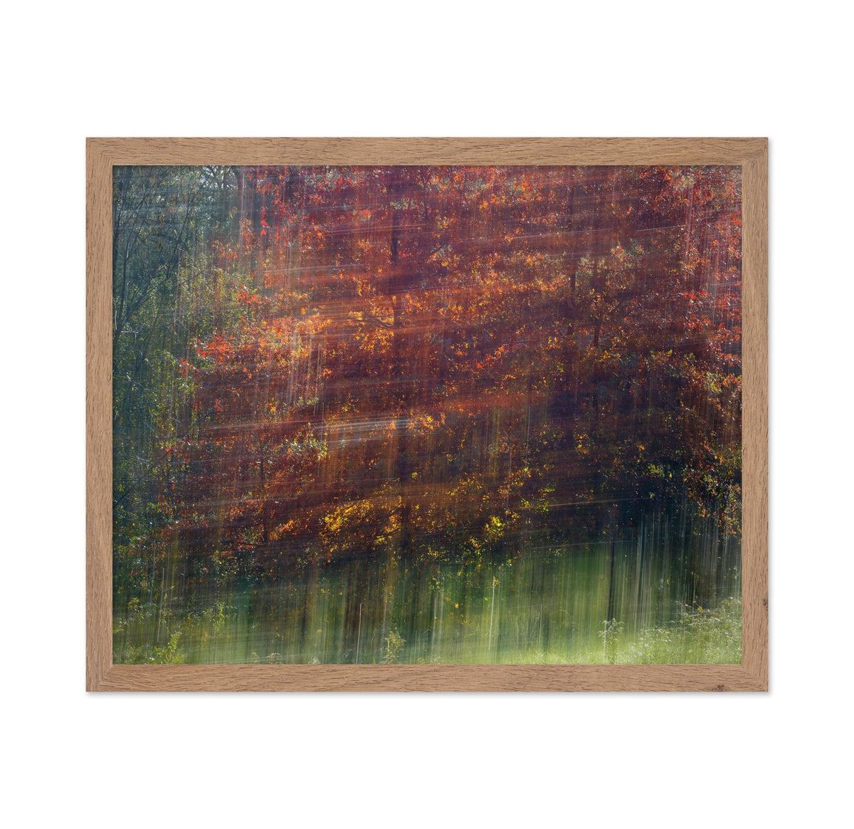 Autumn Motion Forest