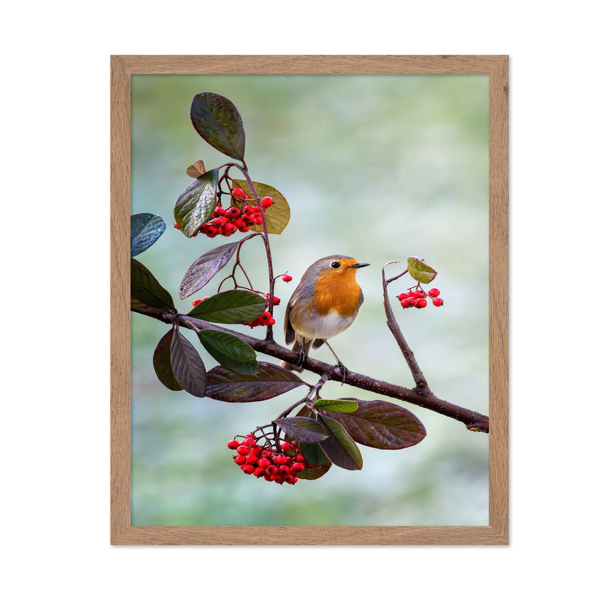 Robin with Red Berries
