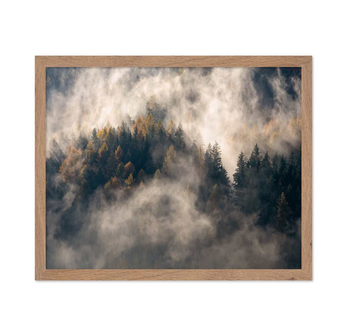 Misty Forest Mountain Trees