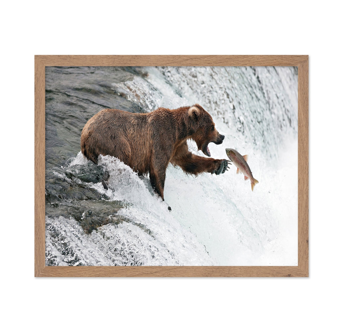 Bear Catch Moment