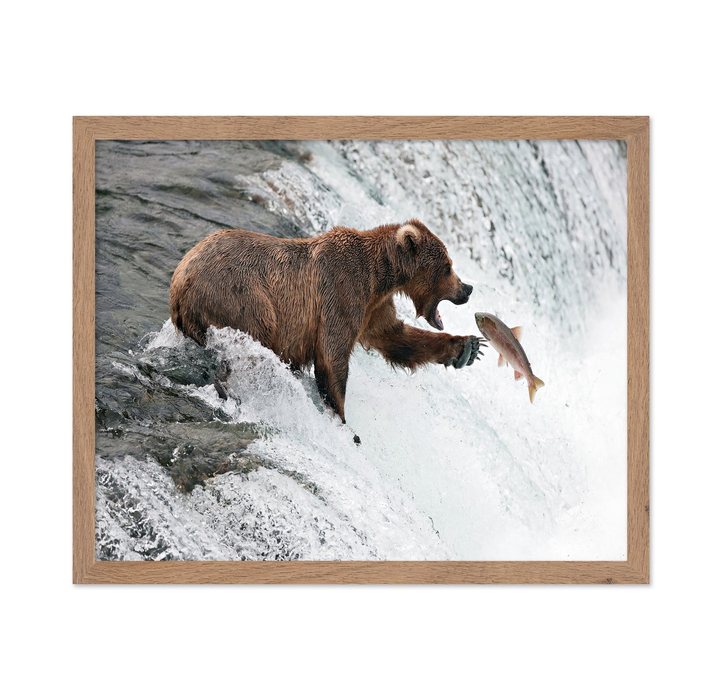 Bear Catch Moment